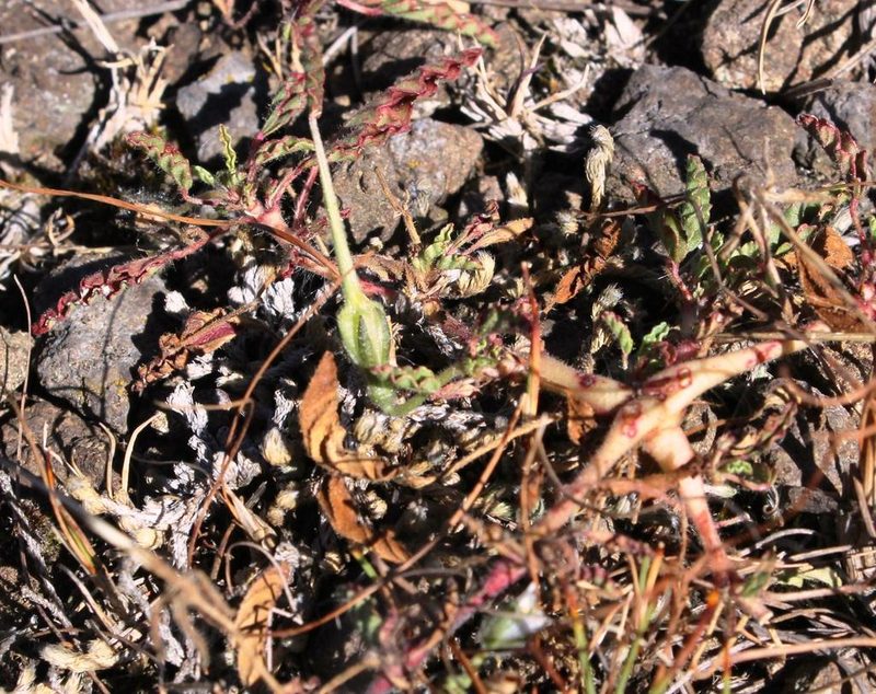 Monsonia brevirostrata, photographed by Tony Rebelo