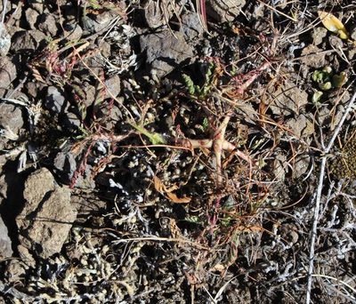 Monsonia brevirostrata, photographed by Tony Rebelo