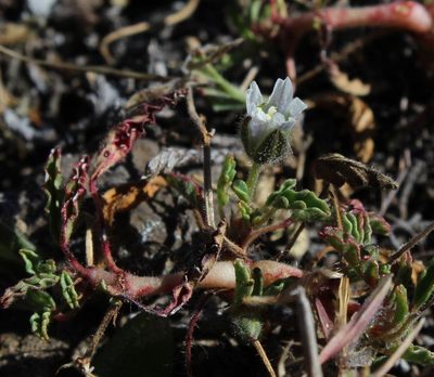 Monsonia brevirostrata, photographed by Tony Rebelo