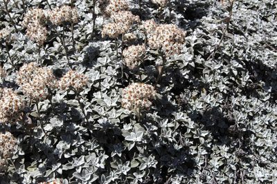 Helichrysum sutherlandii, photographed by Tony Rebelo