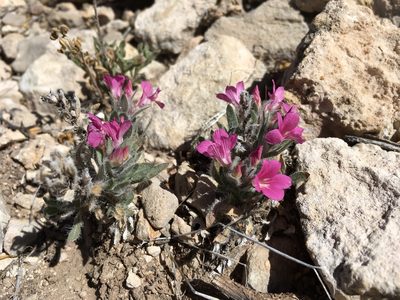 Stenandrium barbatum, photographed by Cecelia Alexander