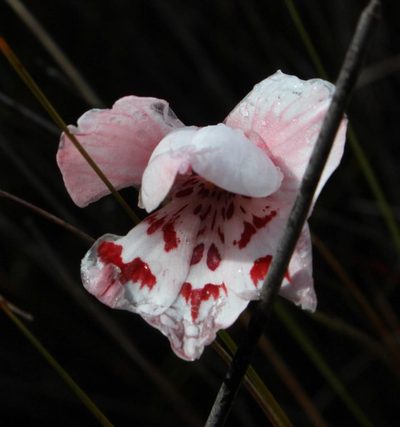 Gladiolus variegatus, photographed by Tony Rebelo