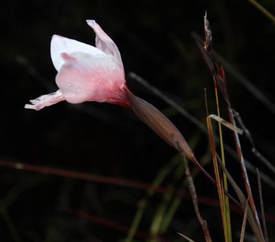Gladiolus variegatus, photographed by Tony Rebelo