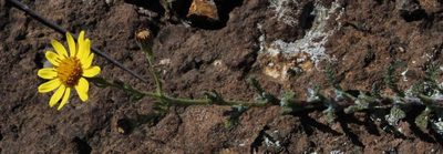 Senecio seminiveus, photographed by Tony Rebelo