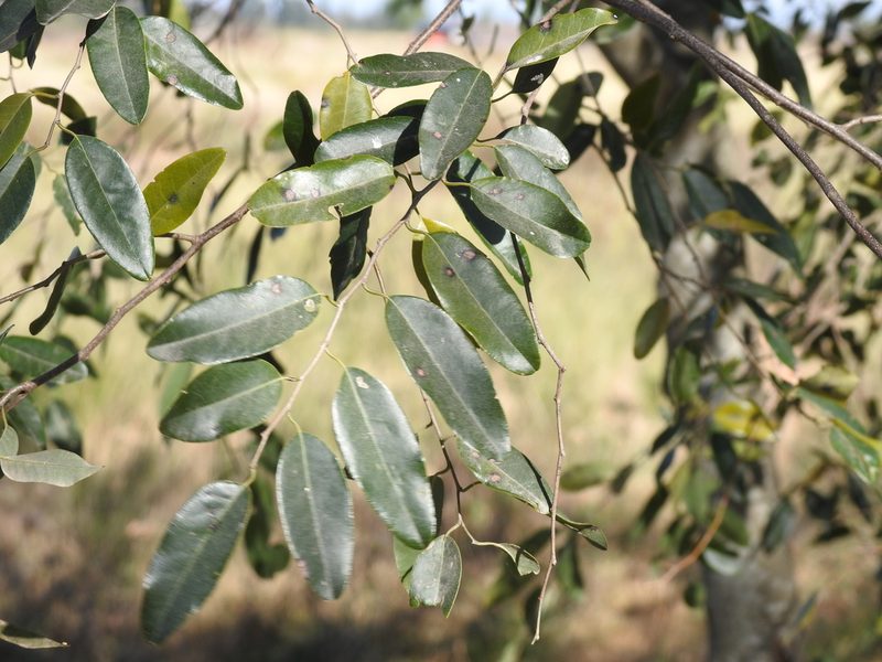 Annona emarginata, photographed by Leonel Roget