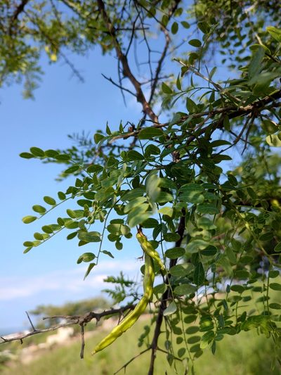 Diphysa suberosa, photographed by Abraham Sánchez Romero