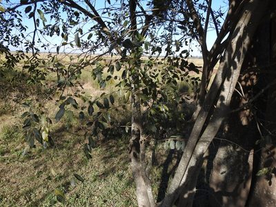 Annona emarginata, photographed by Leonel Roget