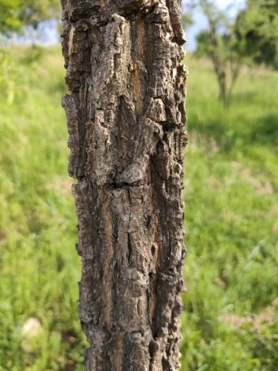 Diphysa suberosa, photographed by Abraham Sánchez Romero