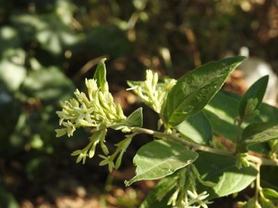 Cestrum strigilatum, photographed by Leonel Roget