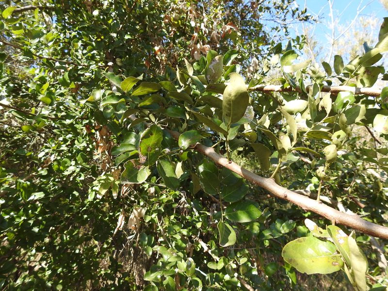 Phyllanthus chacoensis, photographed by Leonel Roget
