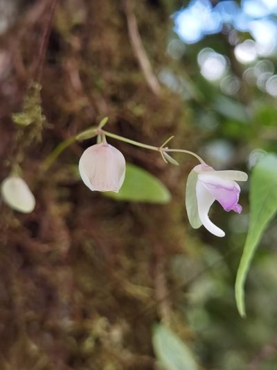Utricularia jamesoniana, photographed by Eduardo Chacón Madrigal