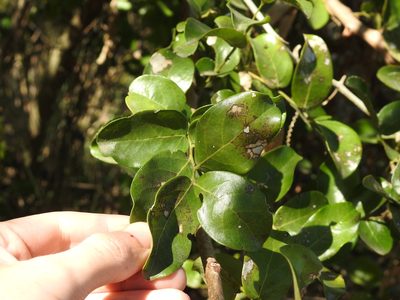 Phyllanthus chacoensis, photographed by Leonel Roget