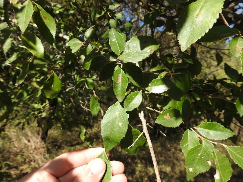 Xylosma venosa, photographed by Leonel Roget