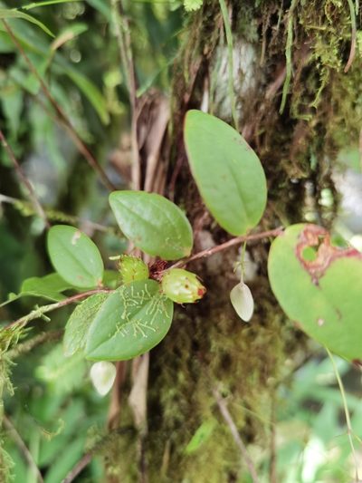 Sphyrospermum buxifolium, photographed by Eduardo Chacón Madrigal