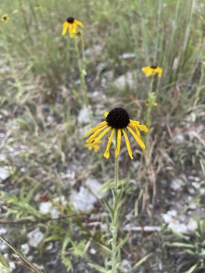 Rudbeckia missouriensis, photographed by Brandon Corder