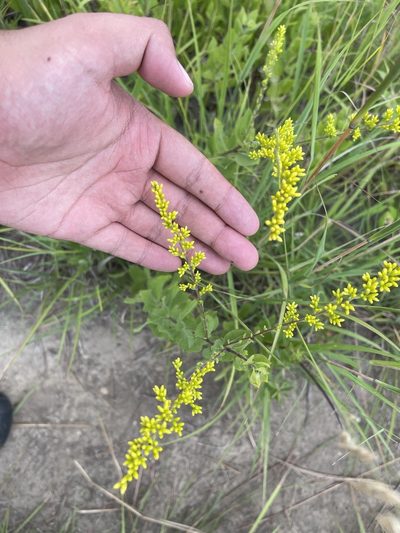 Solidago radula, photographed by Brandon Corder
