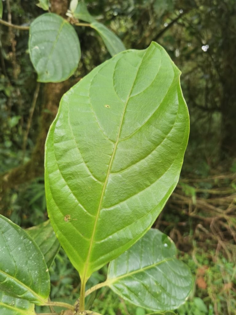 Tetrorchidium euryphyllum, photographed by Eduardo Chacón Madrigal