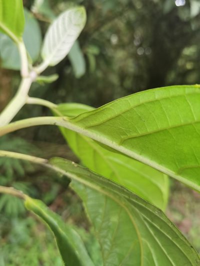 Tetrorchidium euryphyllum, photographed by Eduardo Chacón Madrigal