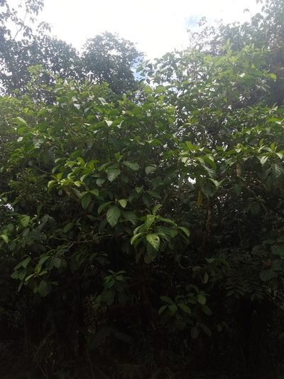 Tetrorchidium euryphyllum, photographed by Eduardo Chacón Madrigal