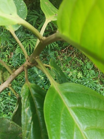 Tetrorchidium euryphyllum, photographed by Eduardo Chacón Madrigal