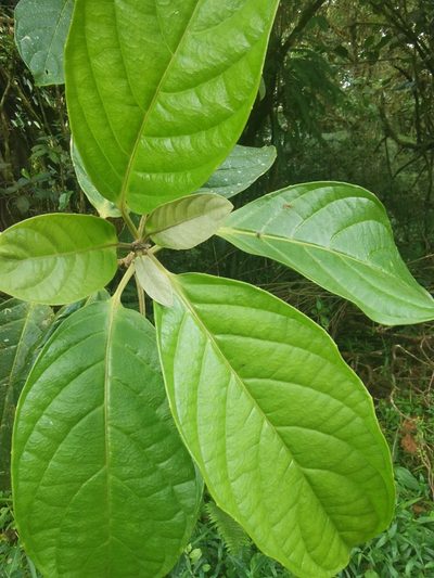 Tetrorchidium euryphyllum, photographed by Eduardo Chacón Madrigal