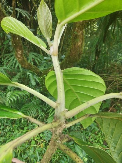 Tetrorchidium euryphyllum, photographed by Eduardo Chacón Madrigal