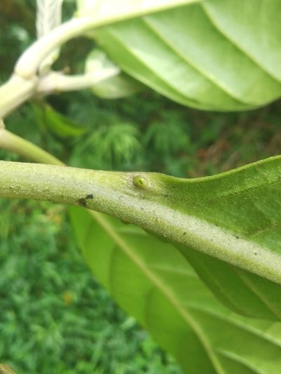 Tetrorchidium euryphyllum, photographed by Eduardo Chacón Madrigal