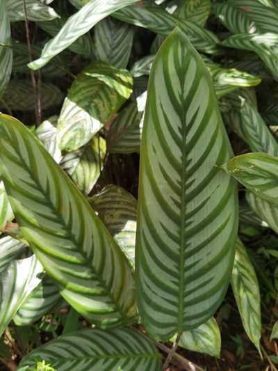 Ctenanthe oppenheimiana, photographed by Eduardo Chacón Madrigal