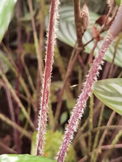 Ctenanthe oppenheimiana, photographed by Eduardo Chacón Madrigal