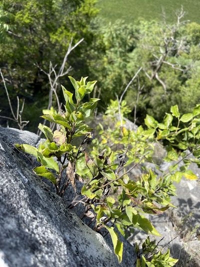 Solidago drummondii, photographed by Brandon Corder