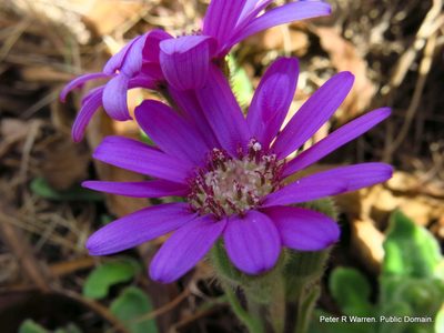 Senecio macrocephalus, photographed by Peter Warren