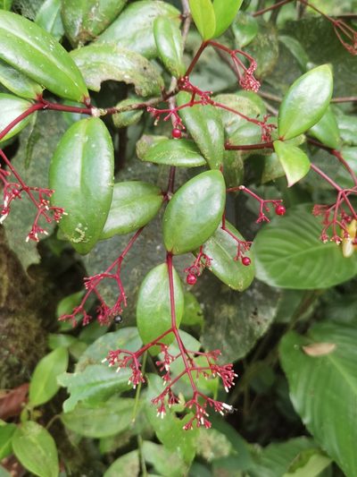 Notopleura epiphytica, photographed by Eduardo Chacón Madrigal