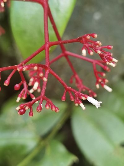 Notopleura epiphytica, photographed by Eduardo Chacón Madrigal