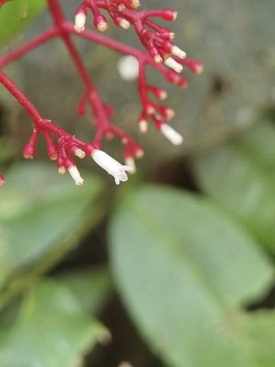 Notopleura epiphytica, photographed by Eduardo Chacón Madrigal