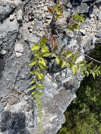 Solidago drummondii, photographed by Brandon Corder