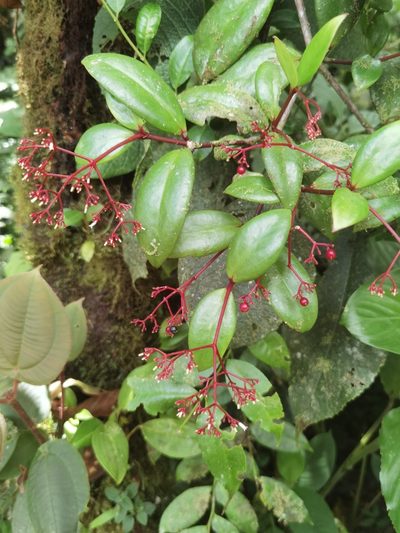 Notopleura epiphytica, photographed by Eduardo Chacón Madrigal