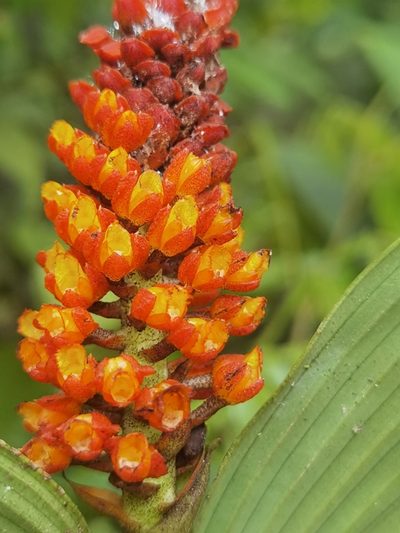 Elleanthus hymenophorus, photographed by Eduardo Chacón Madrigal