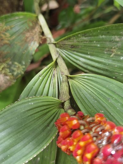 Elleanthus hymenophorus, photographed by Eduardo Chacón Madrigal