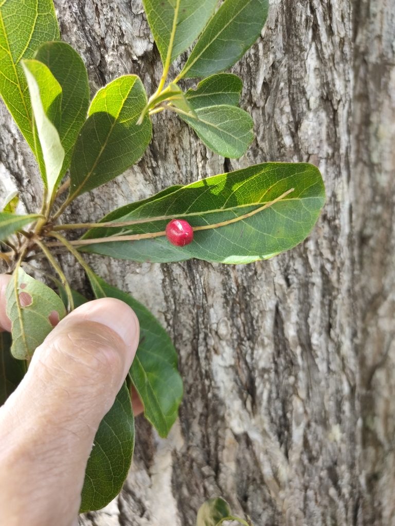 Terminalia porphyrocarpa, photographed by Tony van Kampen