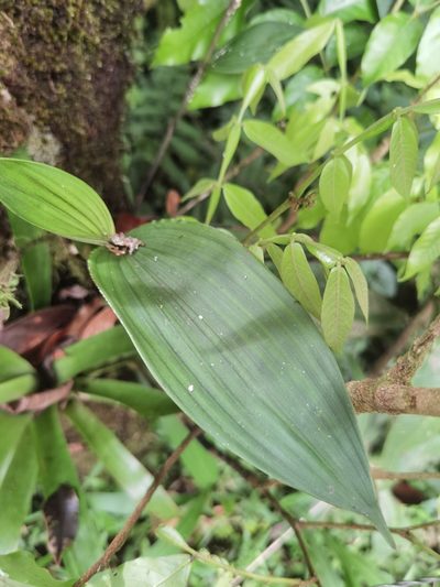 Elleanthus hymenophorus, photographed by Eduardo Chacón Madrigal