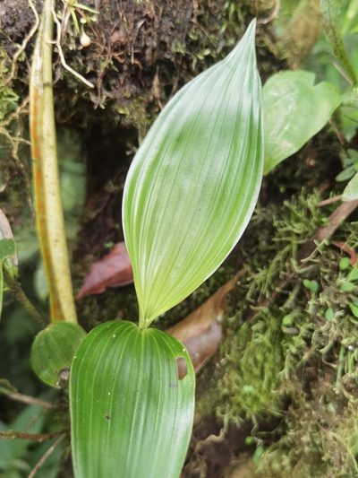 Elleanthus hymenophorus, photographed by Eduardo Chacón Madrigal