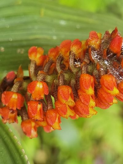 Elleanthus hymenophorus, photographed by Eduardo Chacón Madrigal