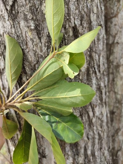 Terminalia porphyrocarpa, photographed by Tony van Kampen