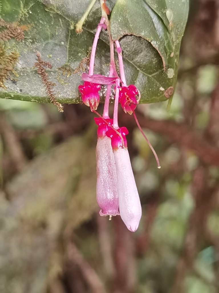 Cavendishia melastomoides, photographed by Eduardo Chacón Madrigal