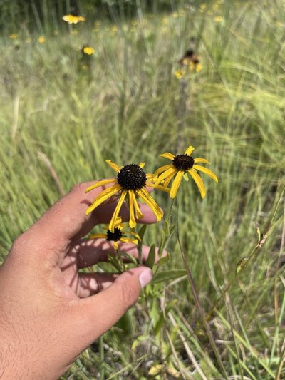 Rudbeckia missouriensis, photographed by Brandon Corder