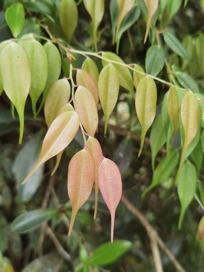 Cavendishia melastomoides, photographed by Eduardo Chacón Madrigal