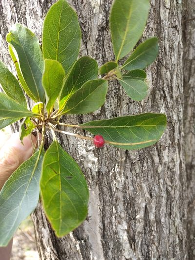 Terminalia porphyrocarpa, photographed by Tony van Kampen