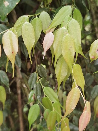 Cavendishia melastomoides, photographed by Eduardo Chacón Madrigal