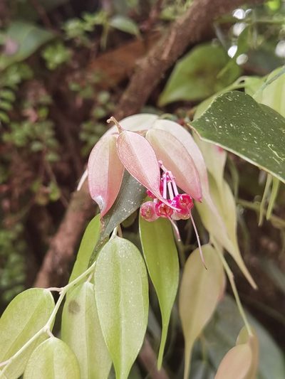 Cavendishia melastomoides, photographed by Eduardo Chacón Madrigal