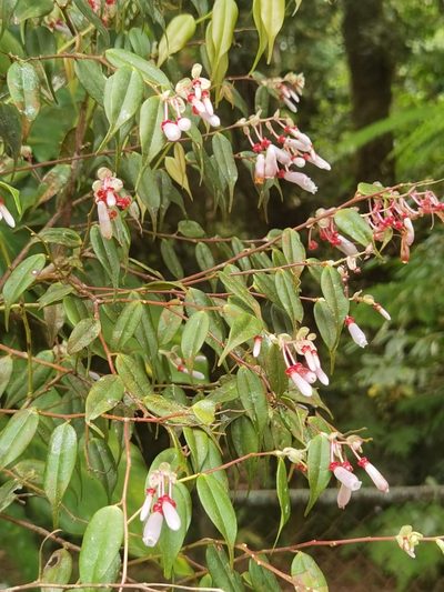 Cavendishia melastomoides, photographed by Eduardo Chacón Madrigal